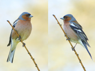 spring finch on a branch
