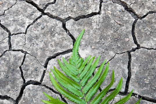 Cracked ground with green leaf