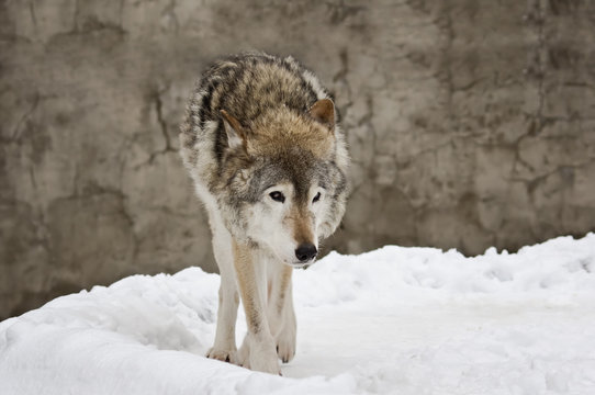 Dark grey wolf in winter