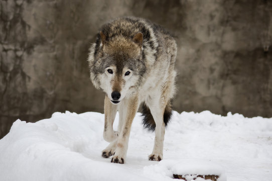 Dark grey wolf in winter