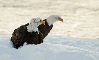 two Bald Eagles on snow