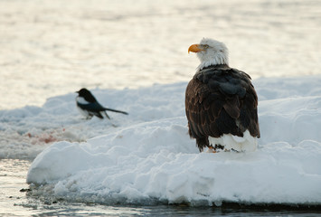 Bald Eagle feeding