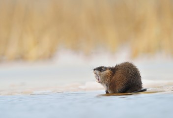 Yawning  muskrat (Ondatra zibethicus)  on the edge of the ice