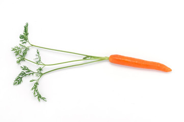 Carota