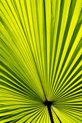 Obraz premium Fresh green palm leaf