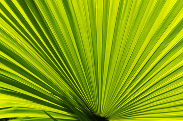Fresh green palm leaf