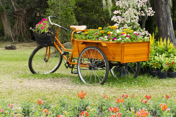 Fototapeta na wymiar three wheels bicycle in the garden with bucket flower