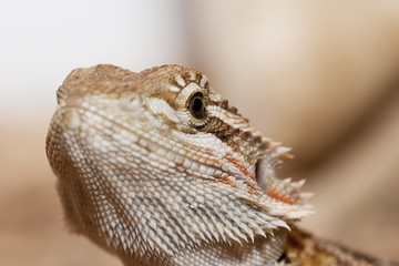 Bearded dragon head
