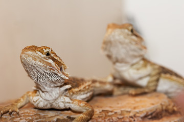 Pair of bearded dragons sat on a faux rock, facing left. The front lizard is in focus the rear soft. 