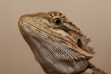 Bearded dragon head