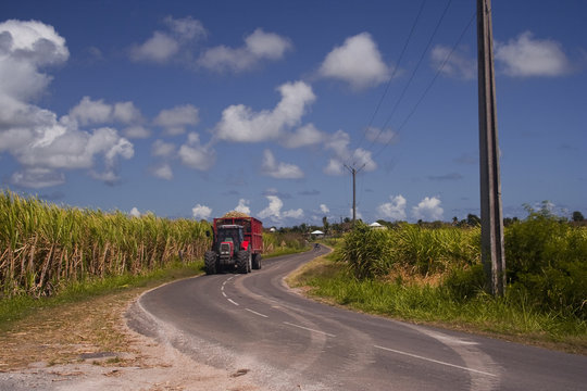 A tractor among the sugar cane fields