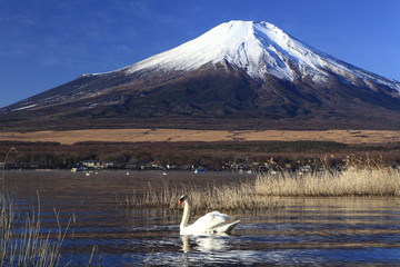 Mt. Fuji and Swan