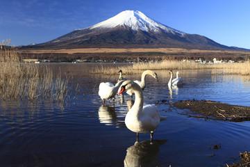 Mt. Fuji and Swans
