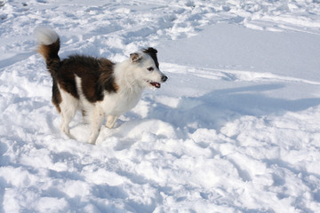 dog in snow