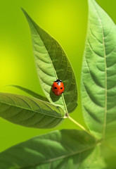 ladybug on green leaf