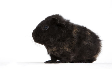 Guinea pig