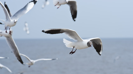 Fototapeta na wymiar Seagull flying on cloudy sky