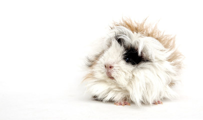 Guinea pig