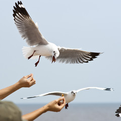 Seagull flying on cloudy sky