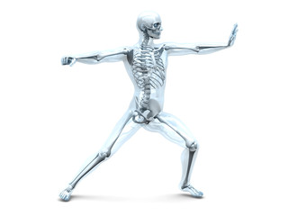 Anatomie - Kampfsport