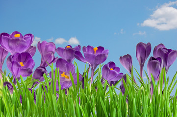 Beautiful violet crocus under blue sky