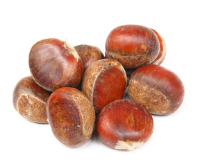 chestnut isolated