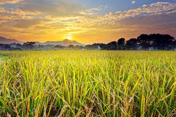Crédence de cuisine en verre imprimé Campagne paddy field with sunset