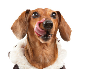 Dachshund dog wait for yummy food