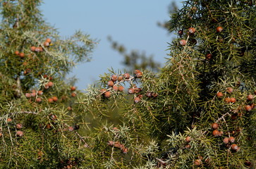 geni&eacute;vrier cade