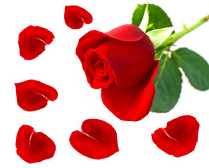 single red rose flower with petals