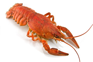lobster