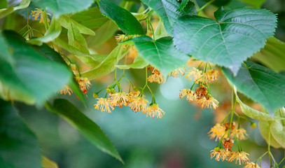Lime-tree blossoms