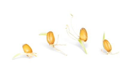 Wheat sprouts isolated on white background.