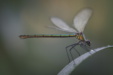 Prachtlibelle