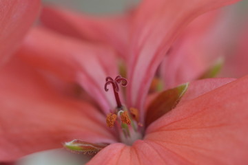 flower heart
