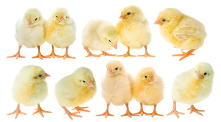small chicks collection