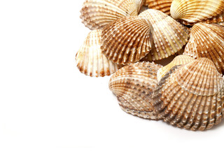 sea shells frsme