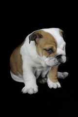 Fototapeta premium Bulldog Angielski