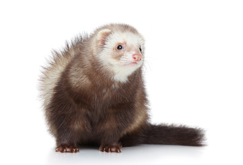 Ferret posing on a white background