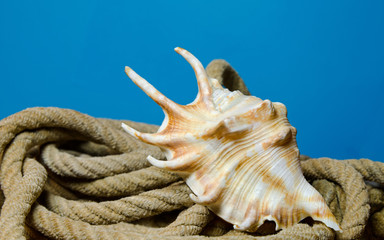 Muschel auf Seil