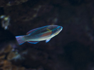 Fototapeta premium Exotic Fish