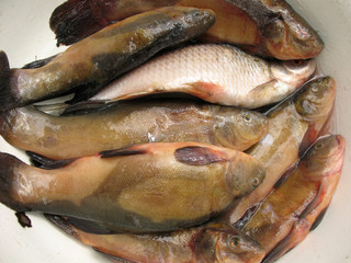 Fresh water fish in a bowl
