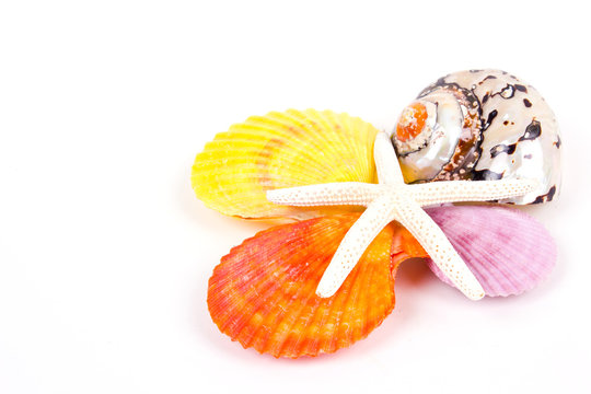Seashell isolated on white background 