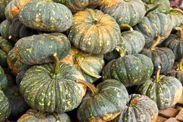 a pile of picked pumpkins ready for sale