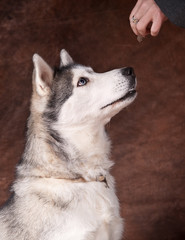 femelle husky qui attend sa croquette