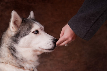 femelle husky qui mange dans la main