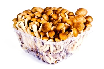 Fresh mushrooms 