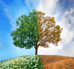 Papier Peint photo Lavable Automne Conceptual tree in summer and autumn