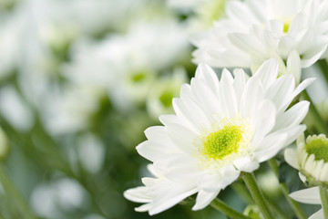 White daisy with flower blurs in background
