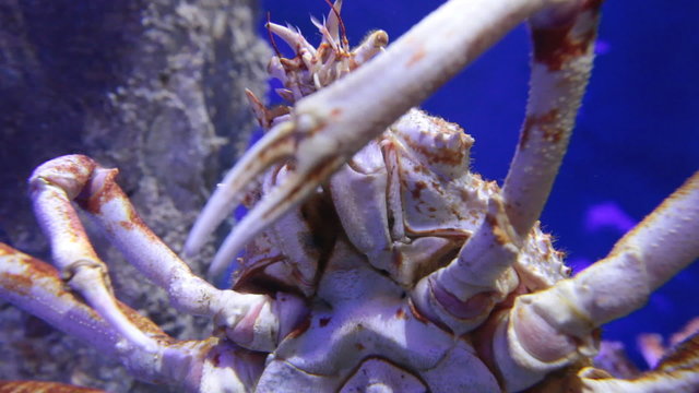 The giant Japanese spider crab